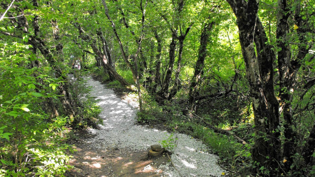Forest path rock trees sunlight free wallpaper for desktop - medium preview image