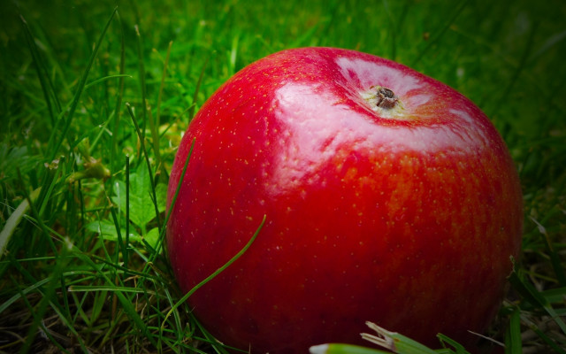 Red apple bite grass night free wallpaper for desktop - medium preview image