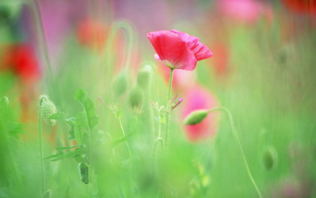 Pink flower green grass blurry free wallpaper for desktop - medium preview image