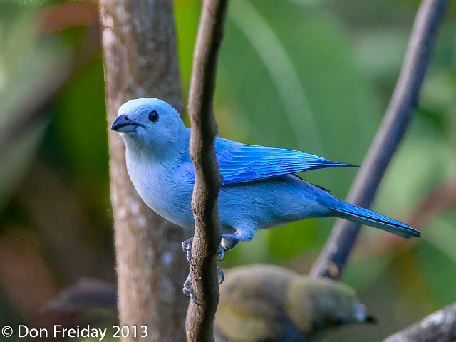 Blue bird perched branch tree free wallpaper for desktop - medium preview image