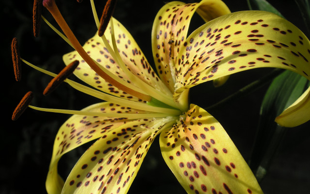 Yellow flower black spots green free wallpaper for desktop - medium preview image