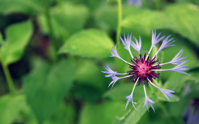 Purple flower green leaves blurry #9 free wallpaper for desktop - medium preview image