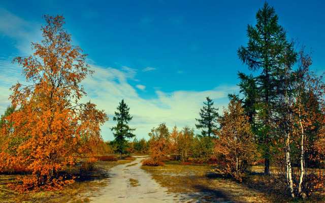 Dirt road trees grass blue free wallpaper for desktop - medium preview image
