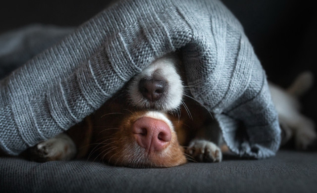 Dog hiding blanket couch illusion free wallpaper for desktop - medium preview image