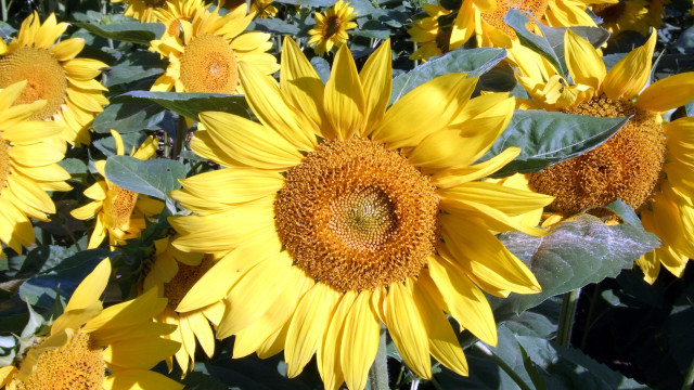 Sunflower field fireworks summer yellow free wallpaper for desktop - medium preview image