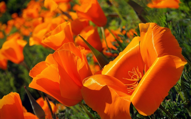 Orange flower field with green free wallpaper for desktop - medium preview image
