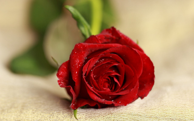 Red rose water droplets macro #38 free wallpaper for desktop - medium preview image