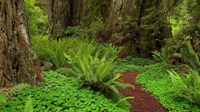 Lush green forest path with free wallpaper for desktop - medium preview image
