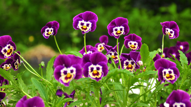 Purple flowers garden blurry background free wallpaper for desktop - medium preview image