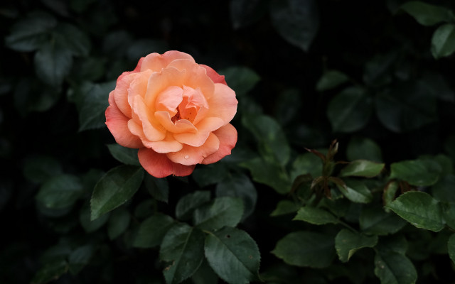 Orange rose bush leaves blurry free wallpaper for desktop - medium preview image