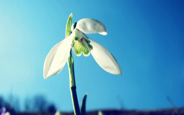 White flower blue sky closeup #2 free wallpaper for desktop - medium preview image