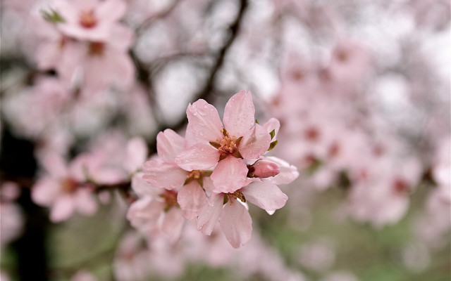 Pink flower blooming branch rain free wallpaper for desktop - medium preview image