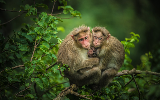 Monkeys tree branch forest nature free wallpaper for desktop - medium preview image