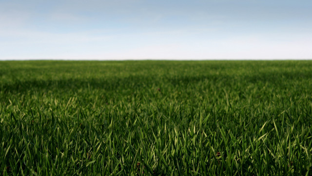 Field grass blue sky white free wallpaper for desktop - medium preview image