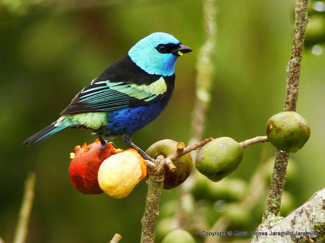 Colorful bird branch fruit green free wallpaper for desktop - medium preview image