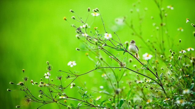 Small bird branch white flowers free wallpaper for desktop - medium preview image