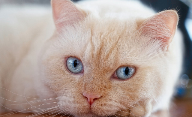 White cat blue eyes painting free wallpaper for desktop - medium preview image