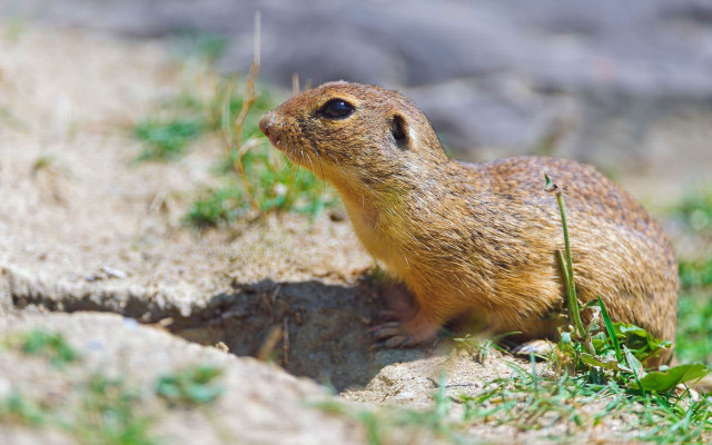 Small rodent rock grass rock free wallpaper for desktop - medium preview image