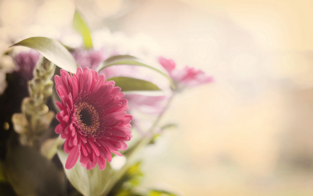 Pink flower vase shallow depth free wallpaper for desktop - medium preview image