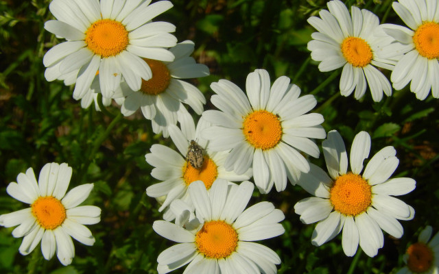 Daisies bug field flowers macro free wallpaper for desktop - medium preview image