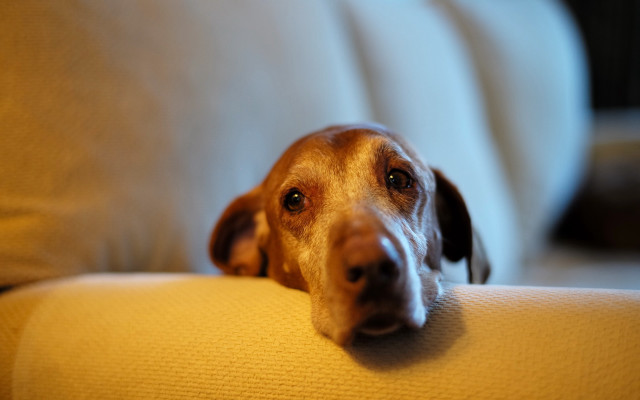 Dog couch sad eyes photorealistic free wallpaper for desktop - medium preview image