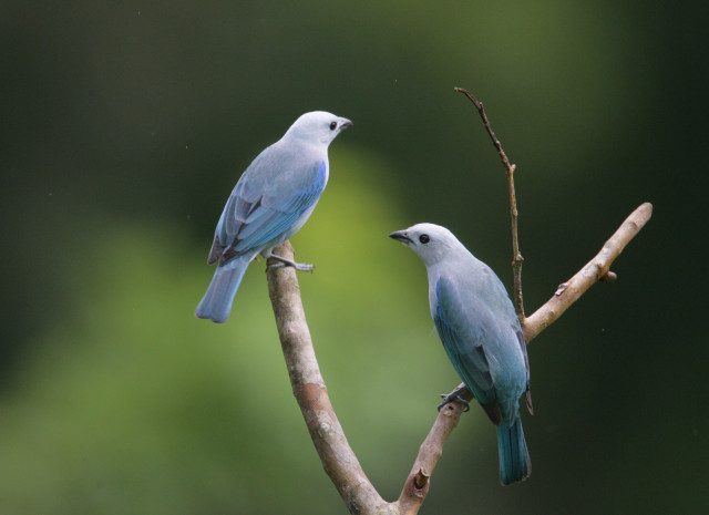 Two blue birds perched tree free wallpaper for desktop - medium preview image