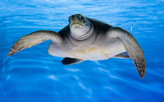 Turtle swimming water blue sky free wallpaper for desktop - medium preview image