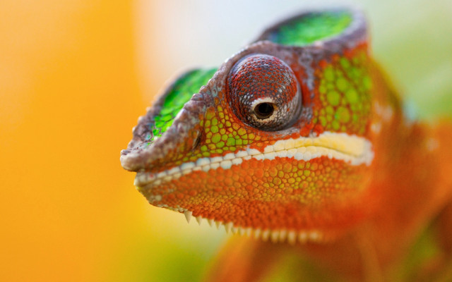 Chameleon green orange branch leaves free wallpaper for desktop - medium preview image