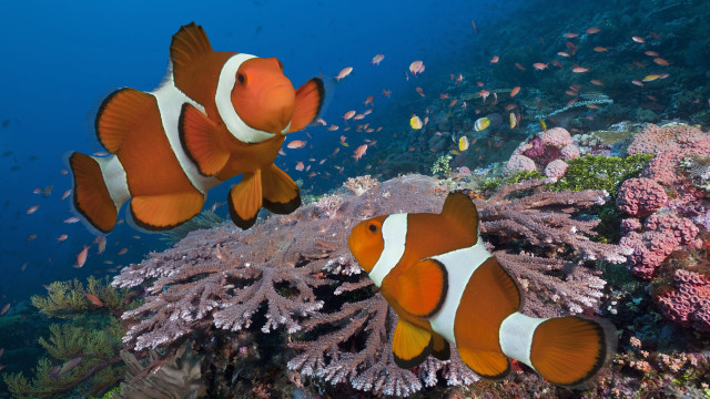 Clownfish corals sponges digital rendering free wallpaper for desktop - medium preview image