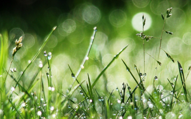 Dewy grass macro nature bamboo free wallpaper for desktop - medium preview image