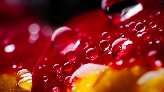 Red apple water droplets macro #3 free wallpaper for desktop - medium preview image
