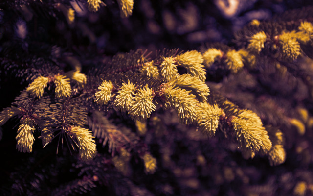 Yellow needles tree tiltshift fireworks free wallpaper for desktop - medium preview image