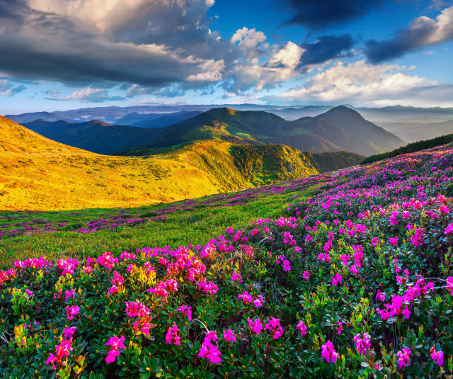 Flower field mountains clouds sky free wallpaper for desktop - medium preview image