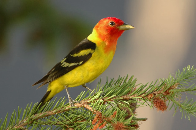 Yellow black bird pine tree free wallpaper for desktop - medium preview image
