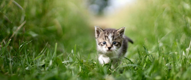 Kitten walking green field blurry free wallpaper for desktop - medium preview image