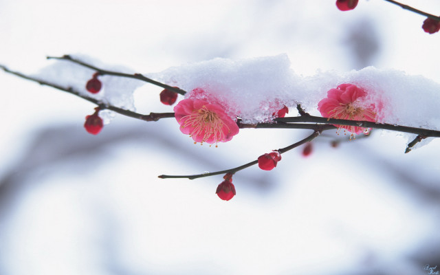 Snowy branch pink flowers red free wallpaper for desktop - medium preview image