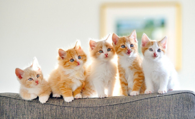 Kittens couch blue eyes collar free wallpaper for desktop - medium preview image