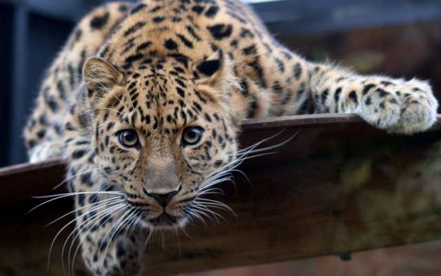 Leopard wooden rail closeup animal free wallpaper for desktop - medium preview image