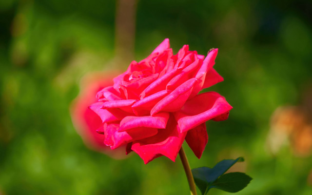 Pink rose green background blurry free wallpaper for desktop - medium preview image
