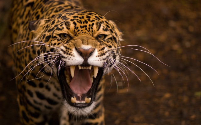 Leopard closeup mouth open teeth #2 free wallpaper for desktop - medium preview image