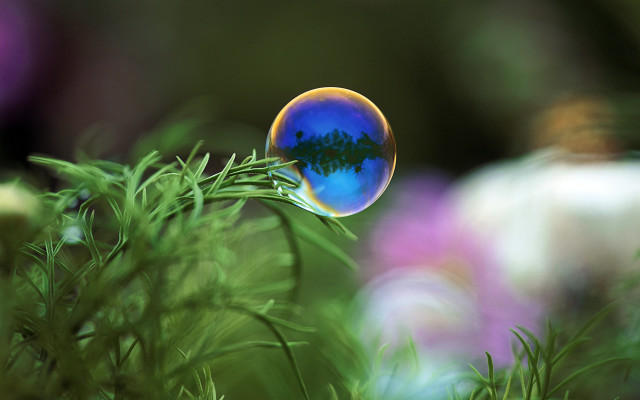 Blue bubble tree potted plant free wallpaper for desktop - medium preview image