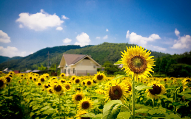 Sunflower field house blue sky #2 free wallpaper for desktop - medium preview image