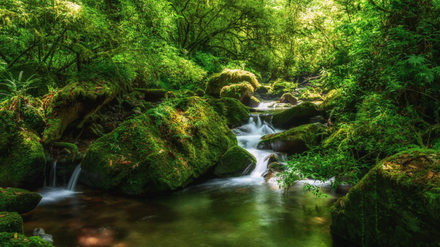 Lush forest stream waterfall nature free wallpaper for desktop - medium preview image