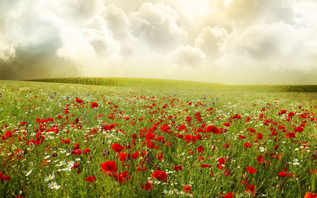 Red flower field sunbeam matte free wallpaper for desktop - medium preview image