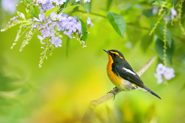 Bird branch flowers bokeh macro free wallpaper for desktop - medium preview image