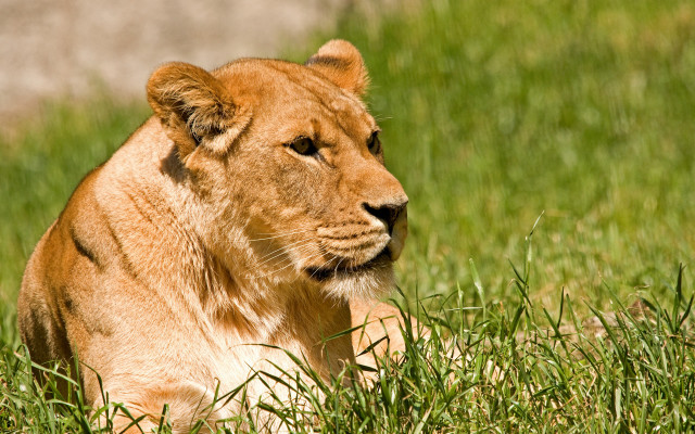 Lion grass rock bush dandelion free wallpaper for desktop - medium preview image