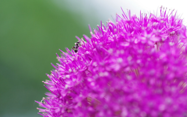 Bee purple flower macro ecological free wallpaper for desktop - medium preview image