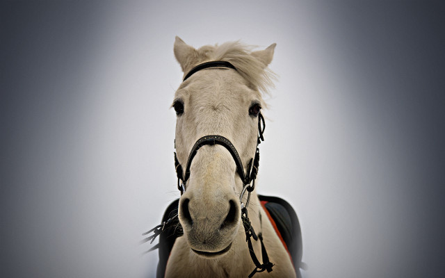 White horse black bridle red free wallpaper for desktop - medium preview image