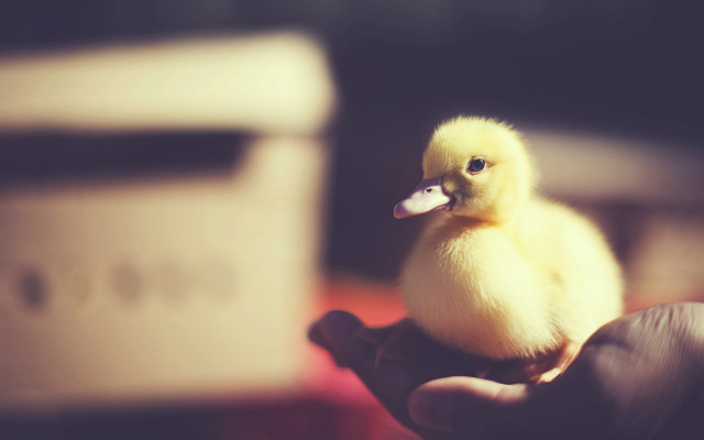 Yellow duckling hand microwave blurry free wallpaper for desktop - medium preview image