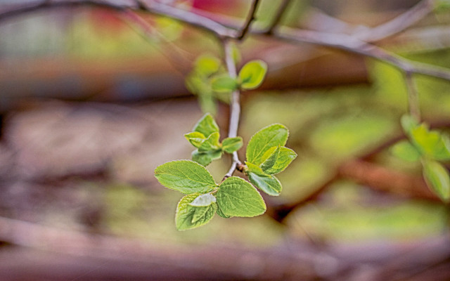 Branch leaves firehydrant butterfly blur free wallpaper for desktop - medium preview image